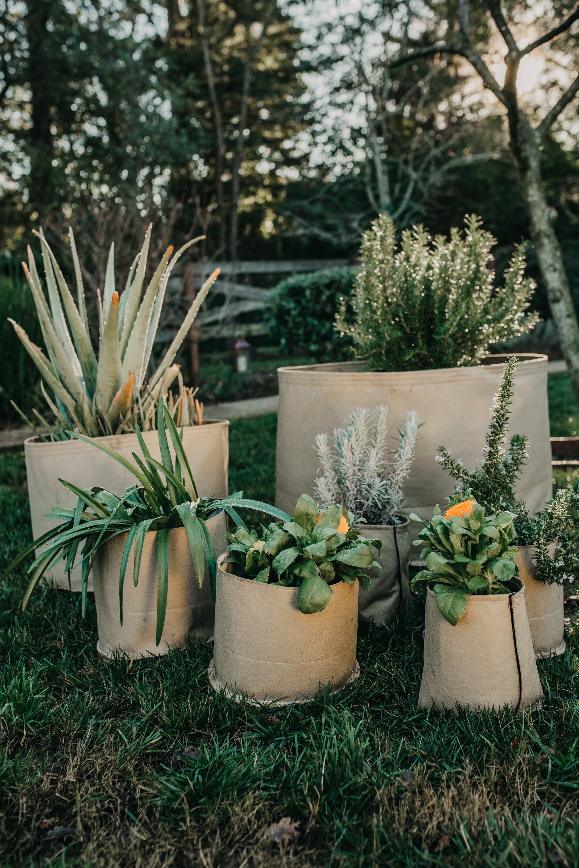 canvas pots for plants Grassroots fabric pots – Vibrantground Soil Company