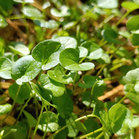 Cover Crop " Lowrider"